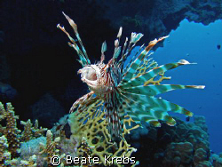 Lionfish yawns during  my early morning dive, canon S70 w... by Beate Krebs 